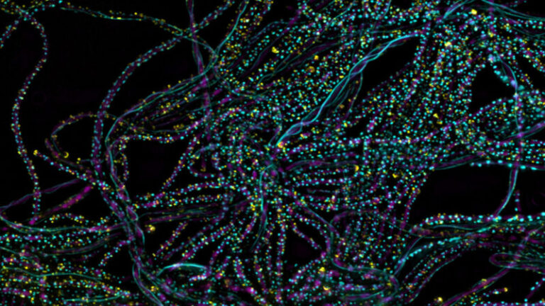 A single particle of light can kick off photosynthesis A single particle of light can kick off photosynthesis