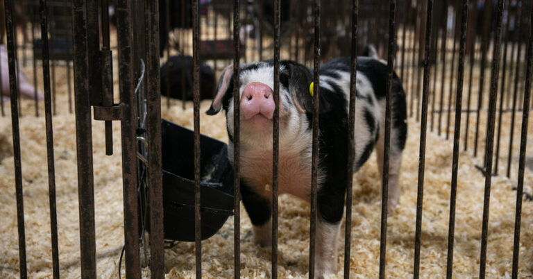 Could the Next Pandemic Start at the County Fair? Could the Next Pandemic Start at the County Fair?