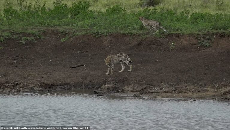 Predator becomes the prey: Cheetah is snatched by a crocodile and dragged underwater within seconds while crouching down to take a drink Footage shot in South Africa shows a cheetah tentatively approaching the shore of a watering hole