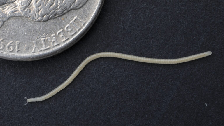 The newfound Los Angeles thread millipede is ready for its close-up A close up photo of a newfound millipede on a dark background with part of a silver coin in the top left corner.