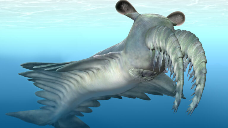 This bizarre ancient predator snagged soft prey This bizarre ancient predator snagged soft prey