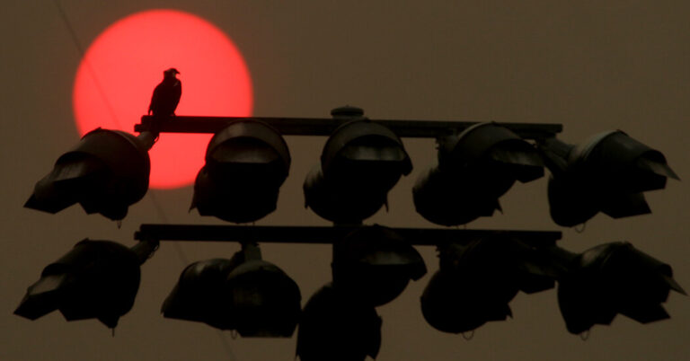 What Wildfire Smoke Means for Birds What Wildfire Smoke Means for Birds