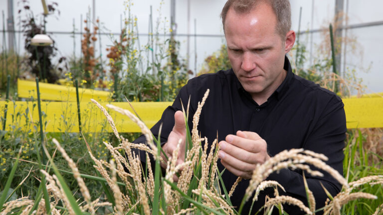 Crops are being engineered to thrive in our changing climate Crops are being engineered to thrive in our changing climate