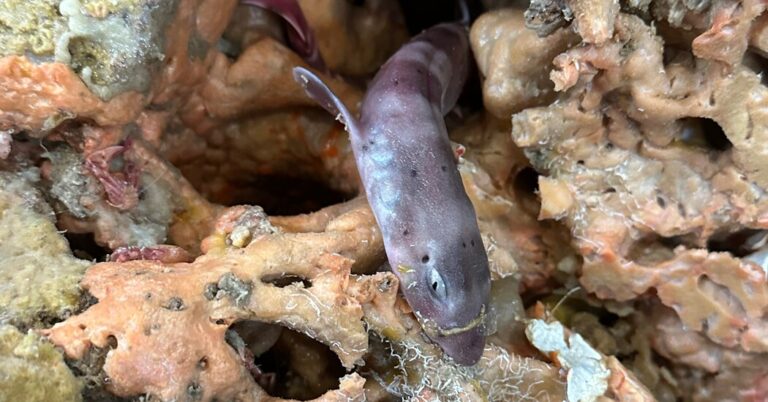 Sharks Found Living in Sponges in Australia Sharks Found Living in Sponges in Australia