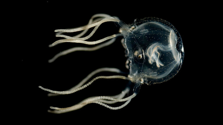 These brainless jellyfish use their eyes and bundles of nerves to learn A photo of a Caribbean box jellyfish on a dark background.