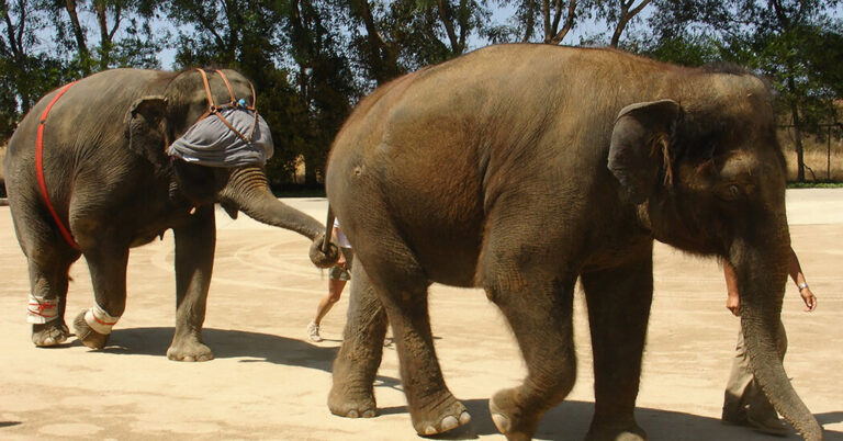 To Knock an Elephant Off Balance, Bring Out a Giant Blindfold To Knock an Elephant Off Balance, Bring Out a Giant Blindfold
