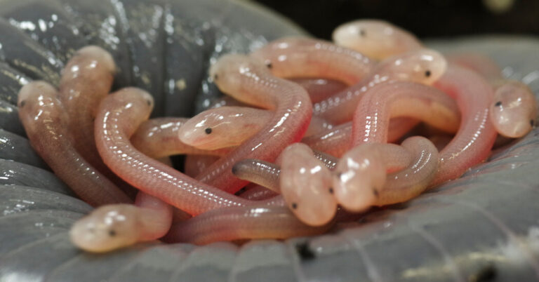 These Amphibian Children Have a Taste for (Mom’s) Skin These Amphibian Children Have a Taste for (Mom’s) Skin