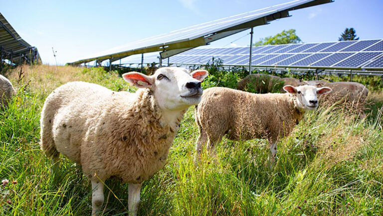 With tech, farms can double up to produce both food and power