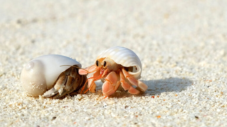 Invertebrates are pretty clever, but are they conscious? Invertebrates are pretty clever, but are they conscious?