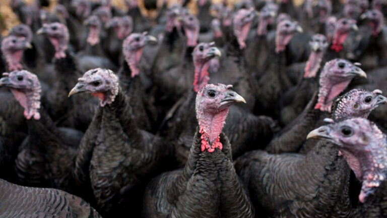 Let’s learn about why turkeys are dinosaurs Let’s learn about why turkeys are dinosaurs