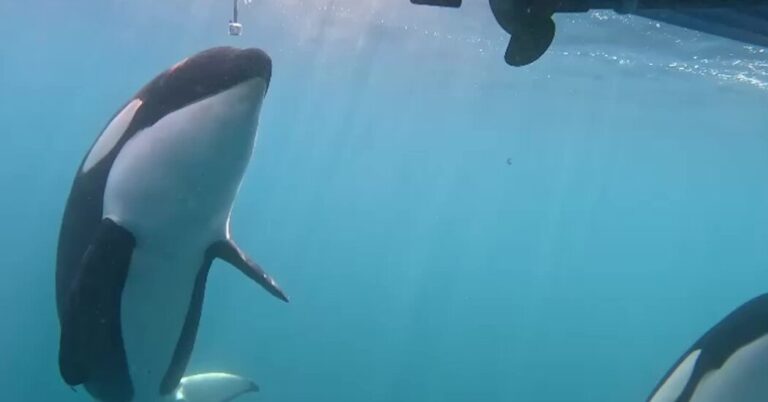 Sailors Trade Tips on How to Stop Orca Attacks on Boats Sailors Trade Tips on How to Stop Orca Attacks on Boats