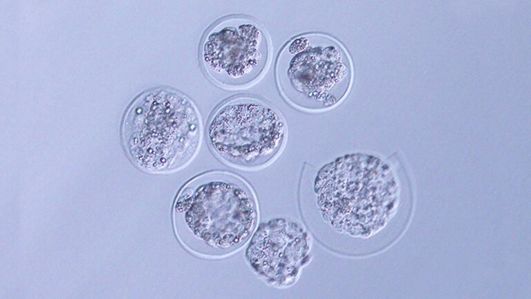 The first embryos from a mammal have now been grown in space A microscope image of seven mouse blastocysts on a lavender background.