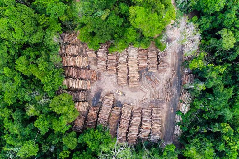 Tropical forests have gotten patchier