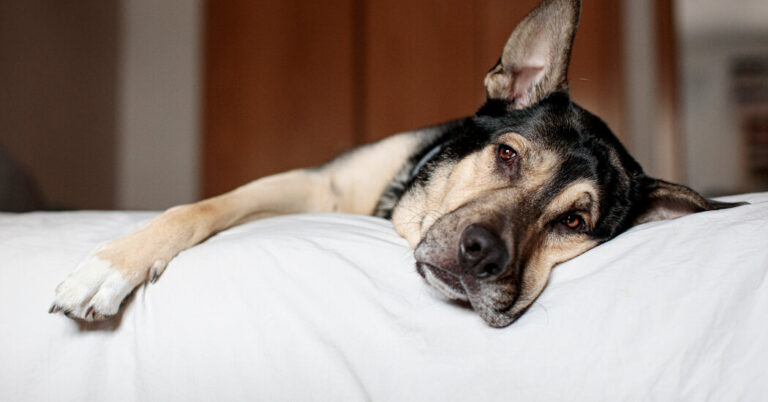 How to Protect Your Dog From the ‘Mystery’ Respiratory Disease How to Protect Your Dog From the ‘Mystery’ Respiratory Disease