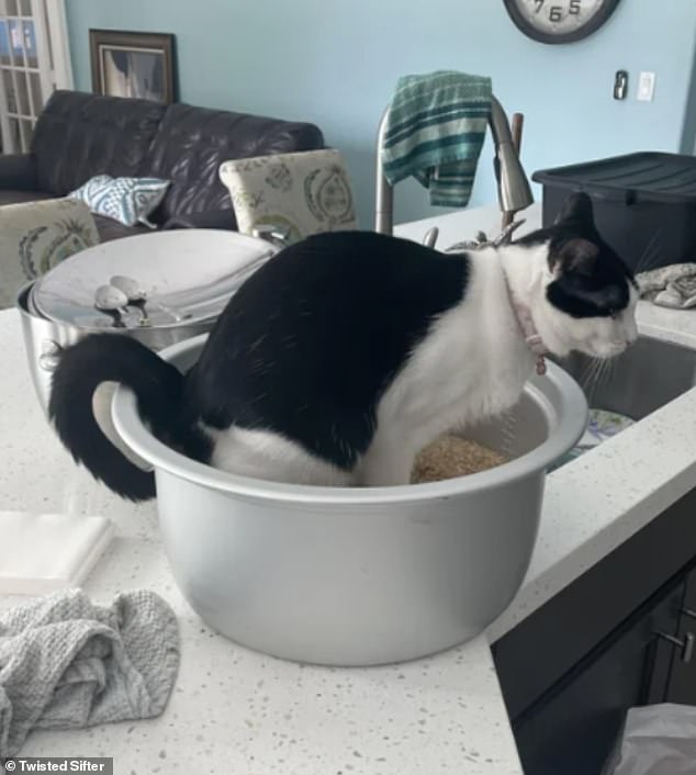 People share photos of their terrible days that have gone from bad to worse Kitchen catastrophe! This feline, understood to the from the US, shocked their owner when it urinated all over some uncooked rice