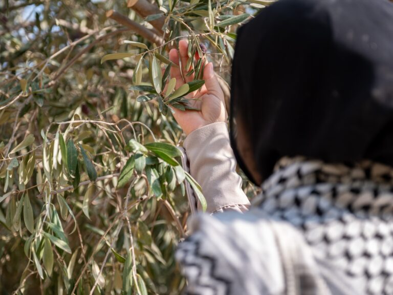 The olive tree, symbol of Palestine and mute victim of Israel’s war on Gaza | Israel War on Gaza The olive tree, symbol of Palestine and mute victim of Israel’s war on Gaza | Israel War on Gaza