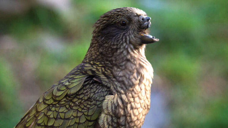 What parrots can teach us about human intelligence A profile photo of Bruce the Kea