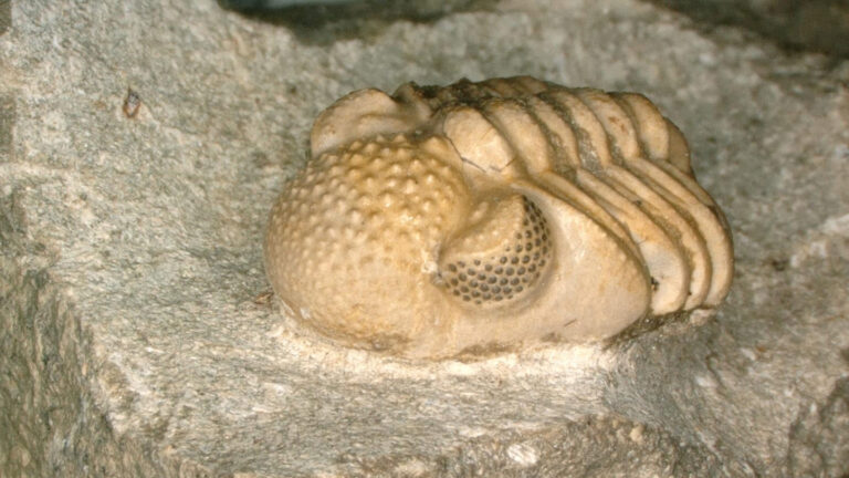 50 years ago, trilobite eyes mesmerized scientists A photo of a trilobite fossil