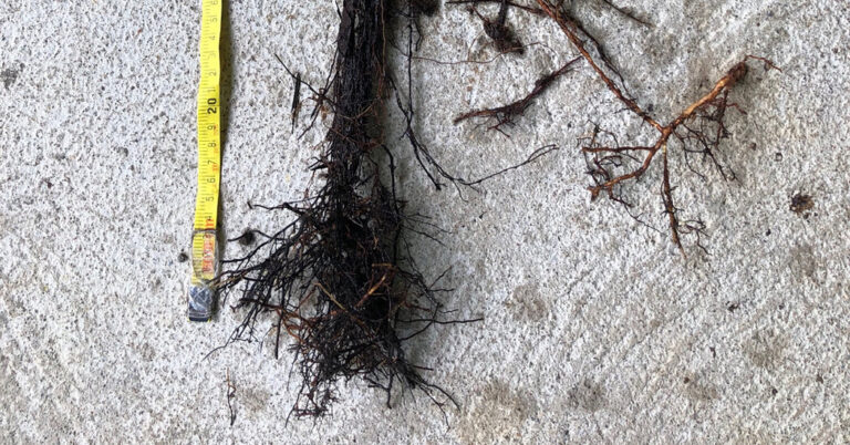 A Fern’s ‘Zombie’ Leaves Sprout Unusual Roots A Fern’s ‘Zombie’ Leaves Sprout Unusual Roots
