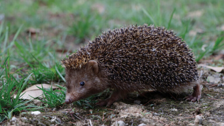 A newfound type of hedgehog is small, dark and adorable A newfound type of hedgehog is small, dark and adorable