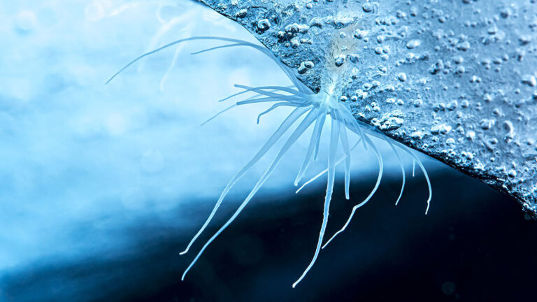 A weird upside-down world lurks beneath Antarctica’s ice an underwater close-up of an ice anemone attached to the bottom of an ice shelf