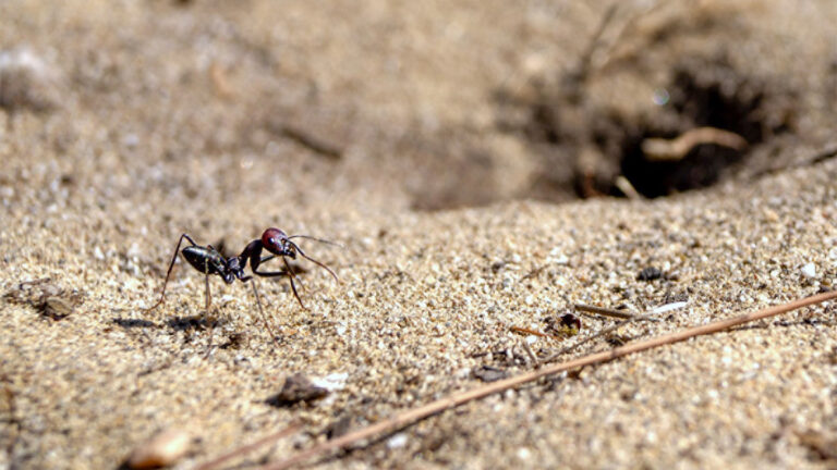 Here’s how magnetic fields shape desert ants’ brains A desert ant strolls across sand near its nest.