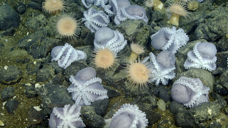 Here’s why thousands of octopuses gather at the ‘Octopus Garden’ a photo of the seabed where numerous octopus are gathering, most of them are sitting upside down with tentacles curled around themselves and their eggs