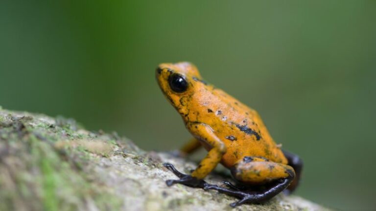 How poison dart frogs ship defense toxins to their skin