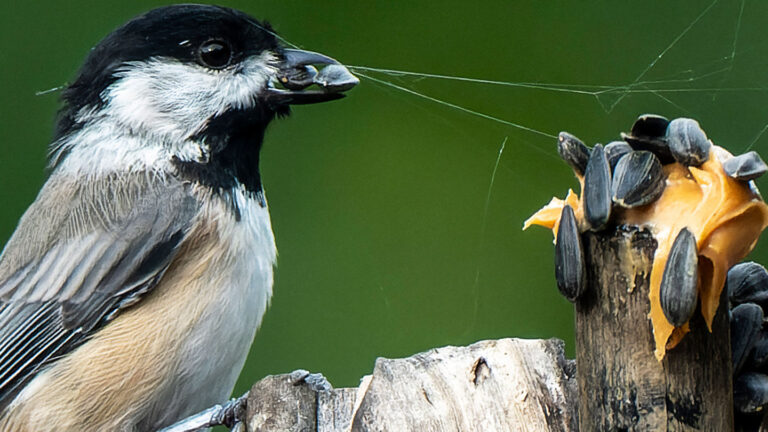 Chickadees use memory ‘bar codes’ to find their hidden food stashes A photo of a perched black-capped chickadee where it is across from what looks like seeds stuck to wood with peanut butter. There