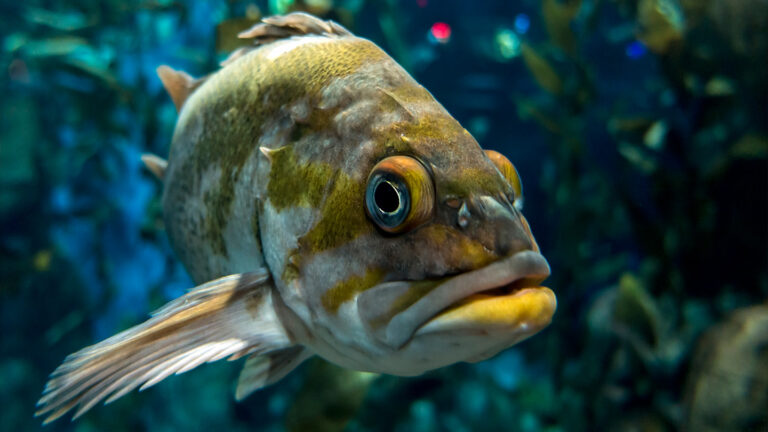 Eavesdropping on fish could help us keep better tabs on underwater worlds a quillback rockfish