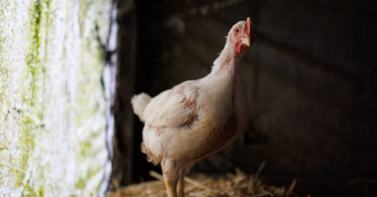 Is Bird Flu Coming to People Next? Are We Ready? Is Bird Flu Coming to People Next? Are We Ready?