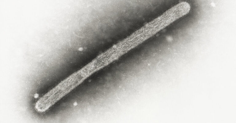 A Second Dairy Worker Has Contracted Bird Flu, C.D.C. Reports A Second Dairy Worker Has Contracted Bird Flu, C.D.C. Reports
