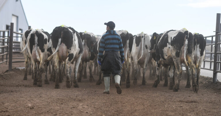 Bird Flu Has Infected a Third U.S. Farmworker Bird Flu Has Infected a Third U.S. Farmworker