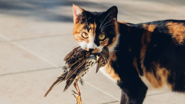 Bird flu can infect cats. What does that mean for their people? A calico kitty holds a dead bird in her mouth and doesn