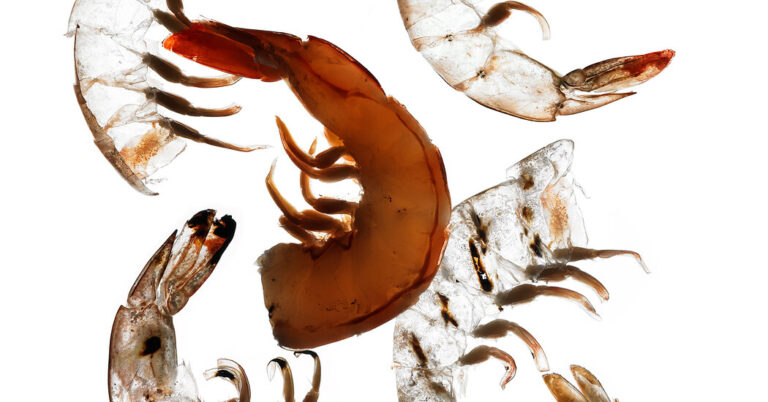 Is Shrimp Good for You? Is Shrimp Good for You?