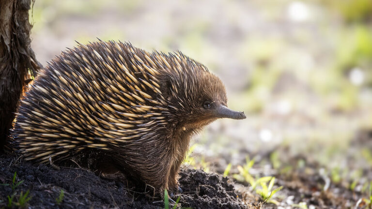Surprise! These animals can help fight climate change a short beaked echidna, spiky on top and furry on the bottom - it resembles a hedgehod with an elongated nose