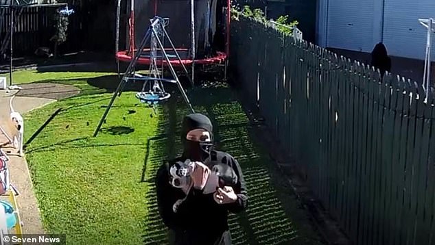 Bundaberg, Queensland: Shocking moment masked dog napper steals a puppy from a backyard just days after it was brought home A tiny pug was stolen by two thieves (pictured) in broad daylight from a family home in Bargara, near Bundaberg in central Queensland, on Tuesday morning