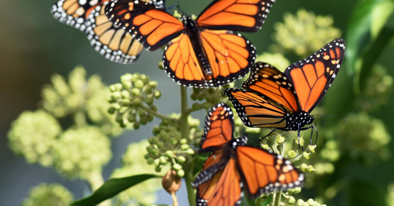 Butterflies Are in Decline. New Research Points to Insecticides. Butterflies Are in Decline. New Research Points to Insecticides.