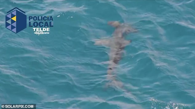 Fresh shark sightings spark MORE Spanish beach closures – with hammerheads and basking sharks now spotted by tourists after 10ft beast left swimmers terrified in Gran Canaria Lifeguards ordered bathers out of the water at Melenara Beach on Gran Canaria's east coast for a second day running when a police drone spotted a hammerhead shark off the beach