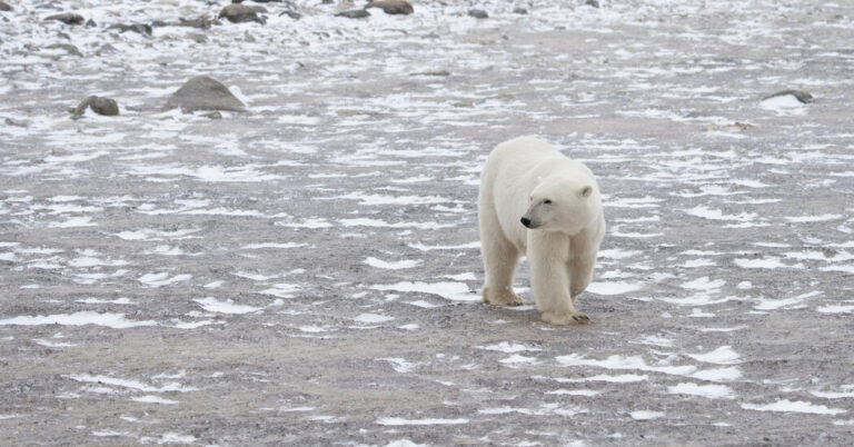 If Paris Agreement Goals Are Missed, These Polar Bears Could Go Extinct If Paris Agreement Goals Are Missed, These Polar Bears Could Go Extinct