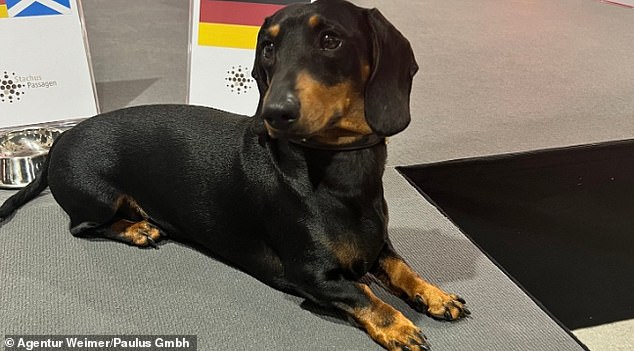 Ludwig the psychic sausage dog backs GERMANY to beat Scotland in Euro 2024 opener and predicts Portugal will be overall winner as he follows in the footsteps of Paul the octopus Ludwig the dachshund is seen sitting next to a bowl containing a chicken treat, which he ate out of to choose his winner at the Euro 2024 opener tonight