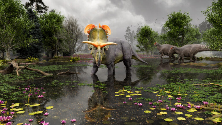 Meet Lokiceratops, a newly discovered species of horned dinosaur An artist