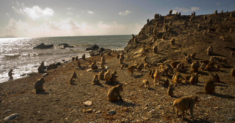 Monkeys in Puerto Rico Got Nicer After Hurricane Maria