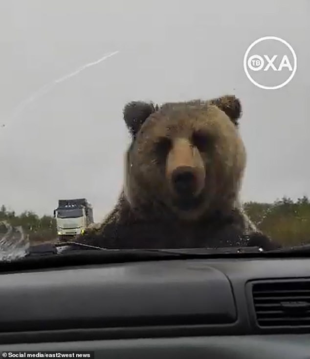 Terrifying moment brown bear tries to claw its way into broken-down car, clambering onto the bonnet, rocking the vehicle and tearing off the windscreen wiper as passengers try to scare it off A brown bear terrorised three Russians by trying to claw its way into their car after they broke down on a remote stretch of road