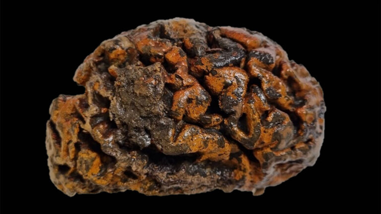 Human brains can last thousands of years A photograph of a preserved brain that is dark brown and orangish and appears rock hard