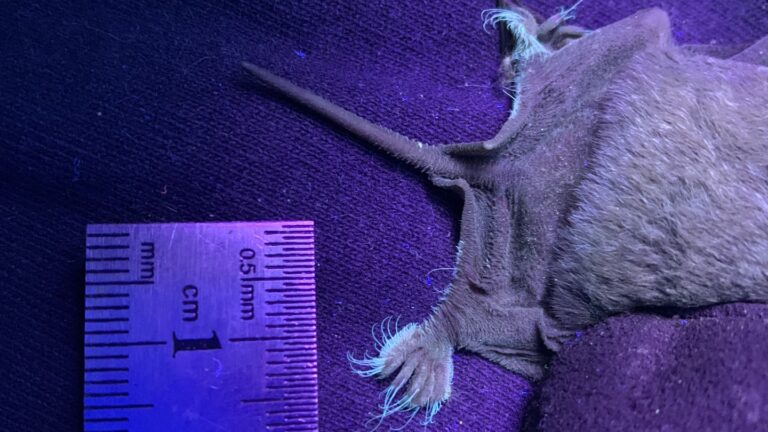 In a first, these bats were found to have toes that glow The very hairy back feet of a Mexican free-tailed bat light up under ultraviolet light. This image shows just the back half of a bat next to a ruler for scale.