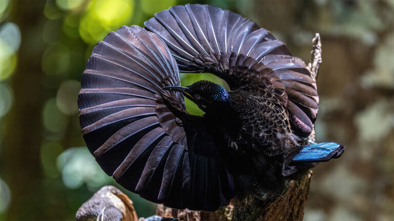 Science has finally cracked male riflebirds’ flirty secrets A black-colored bird arcs his wings, making a full circle around his head, as part of his courtship display.