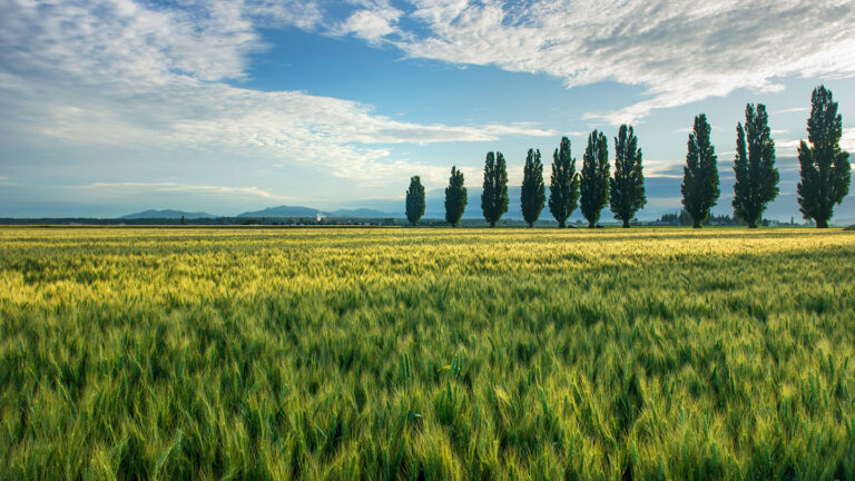 Are plants intelligent? It seems to depend on how you define it a field of grass with a line of poplar trees in the distance on the right, under a blue sky with clouds
