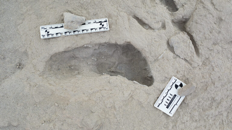 Footprints offer a rare look at ancient human relatives crossing paths An indentation in the ground surrounded by small white rulers.