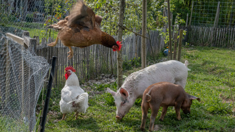 Why finding bird flu in a U.S. pig for the first time is raising new worries Two pigs eat grass next to a wooden fence with chicken wire attached the the top. A chicken stands next to the pigs while another jumps off the top of the fence.
